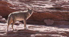 Desert fox