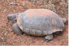 Desert Tortoise